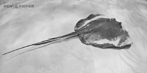Stingray relaxing by Ken Kiefer 